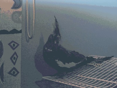 piko.jpg