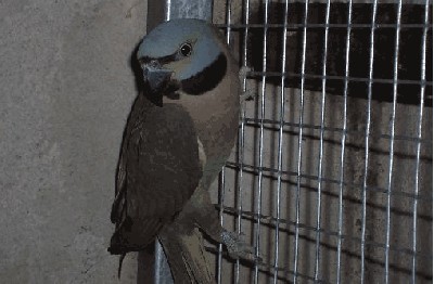 samica 0.1 alexy.JPG