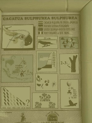 Kakadu żółtolica - Cacatua sulphurea.jpg
