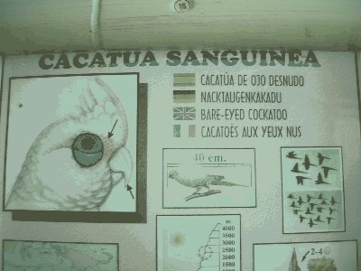 Kakadu sinooka - Cacatua sanguinea.jpg