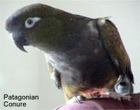 Fot. 1-Oswojona Konura Patagońska (Cyanoliseus Patagonus).jpg