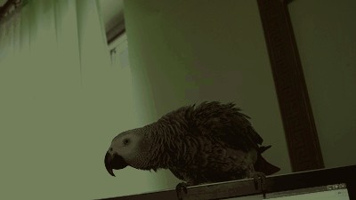 coco.JPG