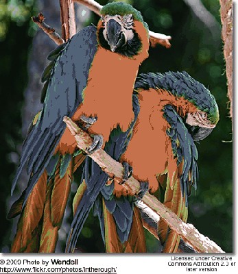 Ararauna-para.jpg