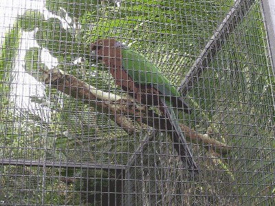 Szkarłatka - Alisterus amboinensis dorsalis 2.jpg