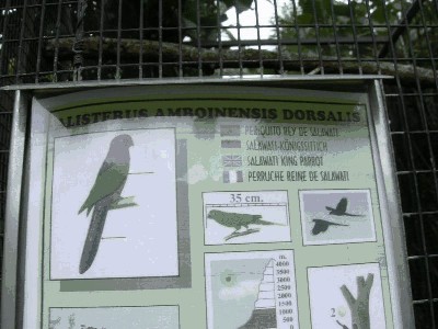 Szkarłatka - Alisterus amboinensis dorsalis.jpg