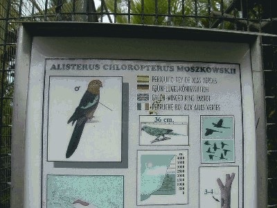Szkarłatka - Alisterus chloropterus moszkowskii.jpg