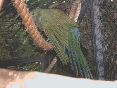 Szkarłatka królewska, samiczka - Alisterus scapularis 2.jpg
