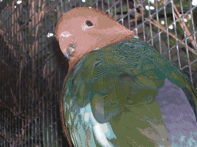 Szkarłatka królewska, samczyk  - Alisterus scapularis 3.jpg