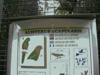 Szkarłatka królewska - Alisterus scapularis.jpg