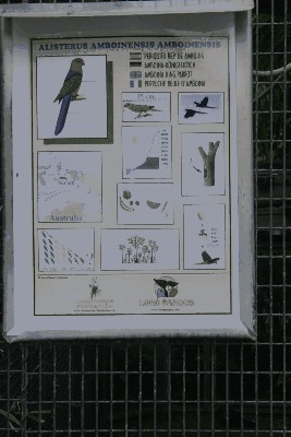 Alisterus Amboinensis Amboinensis.jpg