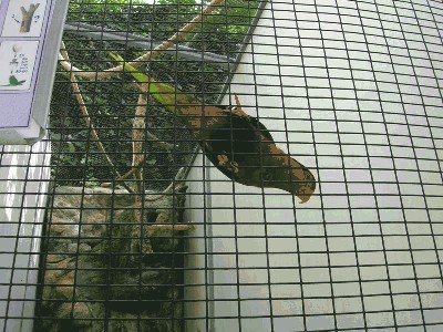 Lorika ostrosterna - Charmosyna josefinae 4.jpg