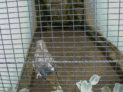 Lorika ostrosterna - Charmosyna josefinae 2.jpg