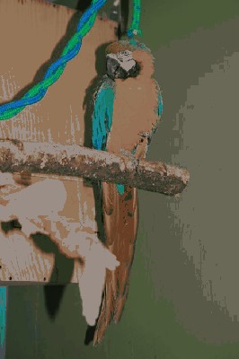 chico.jpeg