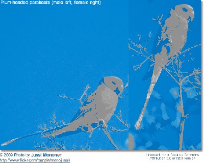 PlumheadedParakeetPair.jpg