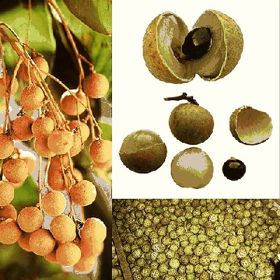 Longan.jpg