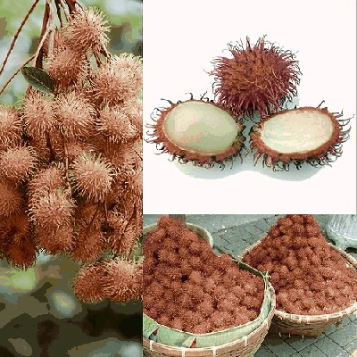 Rambutan.jpg