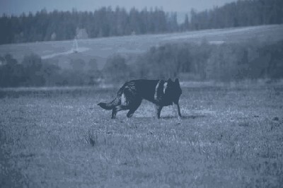 K9BU  Dogs 063.JPG