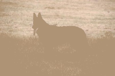 K9BU  Dogs 099.JPG