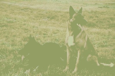 K9BU  Dogs 011.JPG