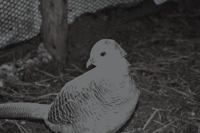 DSC_0335.JPG