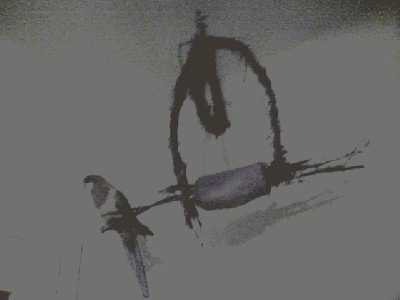 Huśtawka w salunie.jpg