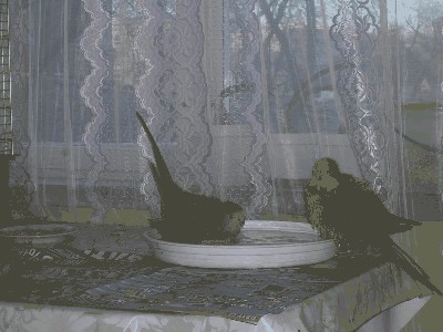 Bajka i Hasz w basenie.jpg