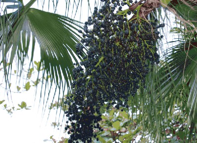 Acai.jpg