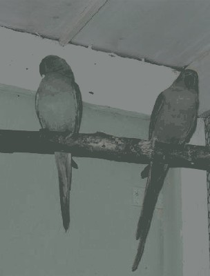 P1020743ccc.jpg