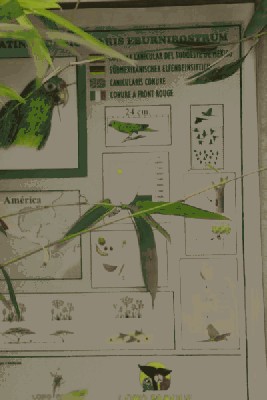 Aratinga canicularis Eburnibostrum 1.jpg