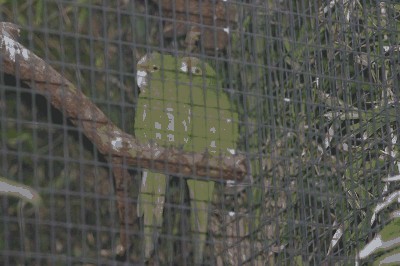 Aratinga canicularis Eburnibostrum.jpg