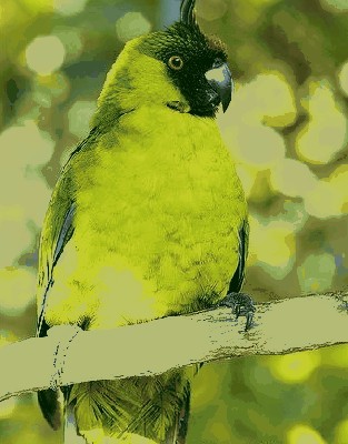 Eunymphicus uvaeensis  .jpg