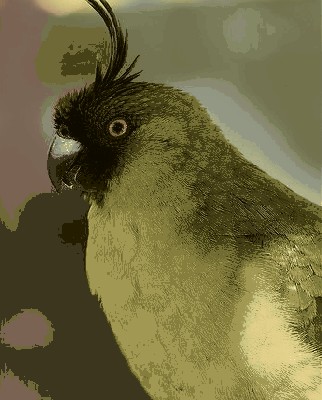 Eunymphicus uvaeensis.jpg