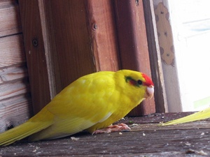 Obraz 003.jpg