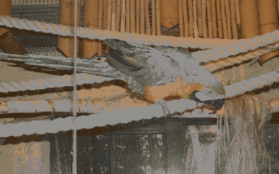 ara ararauna.JPG