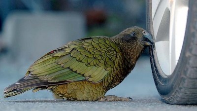 kea.jpg