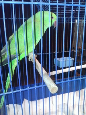 kiwi.jpg
