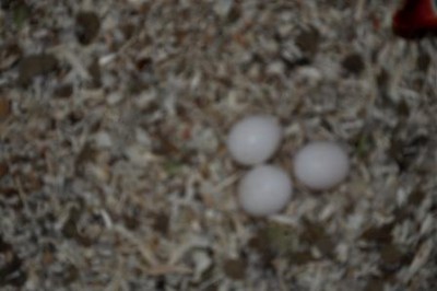 DSC_1098.JPG