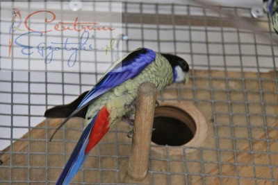 Platycercus venustus (3).JPG