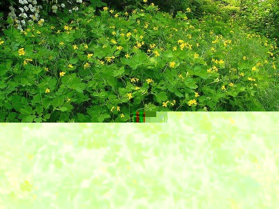 Glistnik jaskółcze ziele (Chelidonium majus L.).JPG