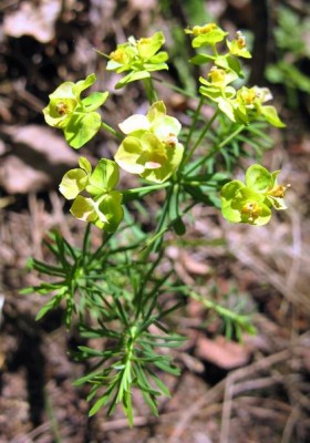 Wilczomlecz sosnka (Euphorbia cyparissias L.).jpg