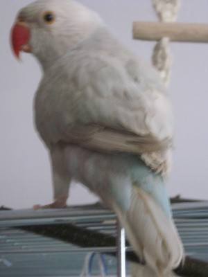 tył.jpg