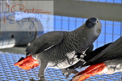 żako (Psittacus erithacus) (4).JPG
