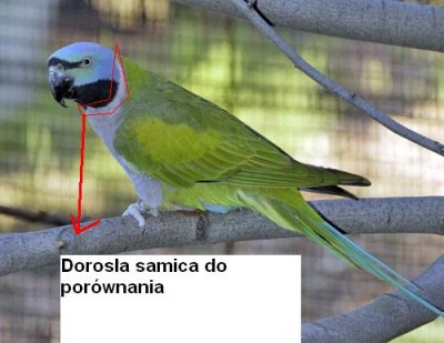 samica dor.jpg
