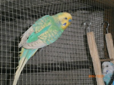 pc210153_204 tata.jpg