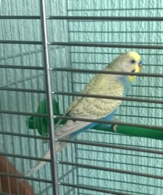 gucio.JPG