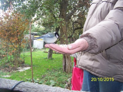 sikorka13.jpg