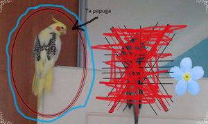 frugo.jpg