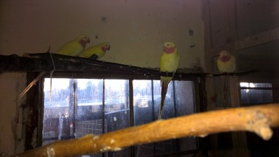 WP_20161204_14_12_22_Pro.jpg