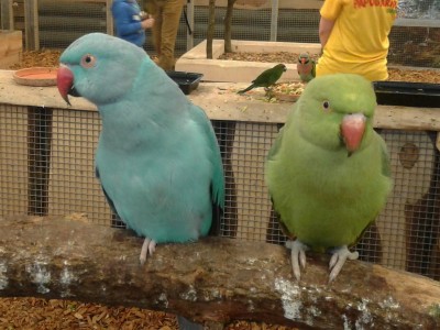 Papuga 5b.jpg