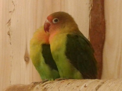 Papużka zzz.jpg